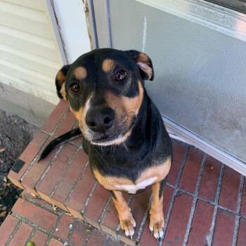 Coco -  Beagle and Rottweiler Dog for Adoption in Saratoga Springs, New York - Coco | PetCurious