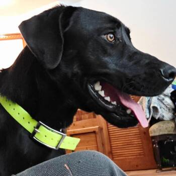 Black Labrador Retriever and Mixed Breed Dogs Available for Adoption - Jingles | PetCurious