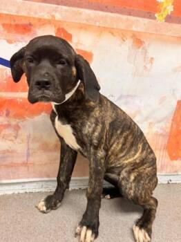 RORY -  Mastiff Dog for Adoption in San Bernardino, California - RORY | PetCurious