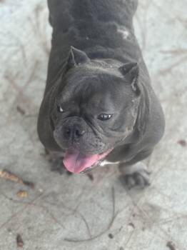 Rescue American Bully Dogs for Adoption in Gulf Breeze, Florida - Momma | PetCurious