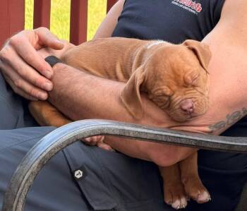 Terrier Dogs Available for Adoption - Marshall | PetCurious