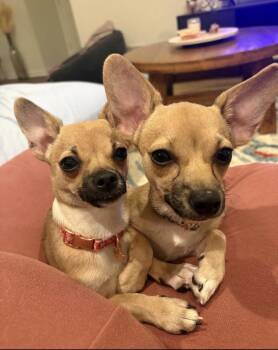 Rescue Chihuahua Dogs for Adoption in Philadelphia, Pennsylvania - Buttons & Buffy | PetCurious