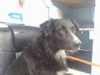 TWIZZLER -  Border Collie and Mixed Breed Dog for Adoption in Albuquerque, New Mexico - TWIZZLER | PetCurious