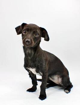 Dachshund and Mixed Breed Dogs Available for Adoption in Morton Grove, Illinois - Sandra | PetCurious
