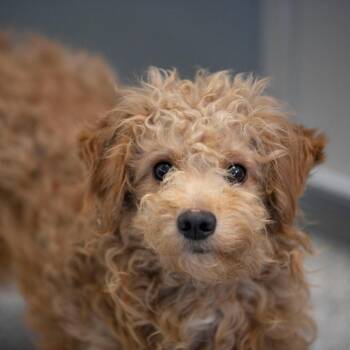 Kona (MR26-123) -  Miniature Poodle and Mixed Breed Dog for Adoption in Peyton, Colorado - Kona (MR26-123) | PetCurious