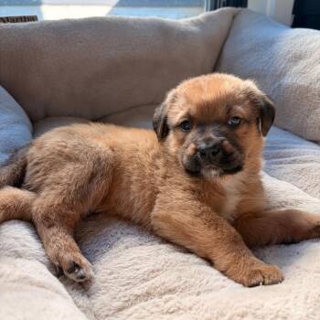 Mixed Breed Dogs Available for Adoption in Memphis, Tennessee - CHASE Aka "Rick/Bear" | PetCurious