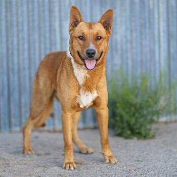 German Shepherd Dog and Mixed Breed Dogs Available for Adoption in Albuquerque, New Mexico - COCO | PetCurious