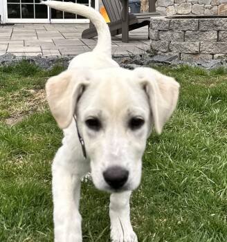 Great Pyrenees and Yellow Labrador Retriever Dogs Available for Adoption in Andover, Massachusetts - Shasta Fizz - Local Pup | PetCurious
