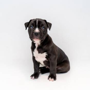 Retriever and Mixed Breed Dogs Available for Adoption in New York, New York - David | PetCurious