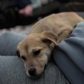 Mixed Breed Dogs Available for Adoption - Katyra | PetCurious