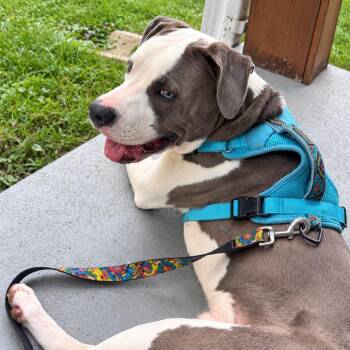 Hercules -  Pit Bull Terrier and Husky Dog for Adoption in Rochester, Minnesota - Hercules | PetCurious