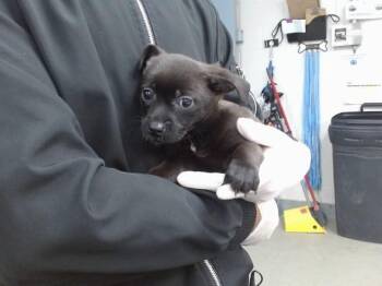 Chihuahua Dogs Available for Adoption in Salinas, California - ATHENA | PetCurious