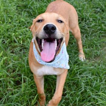 Island -  Labrador Retriever Dog for Adoption in Beaumont, Texas - Island | PetCurious