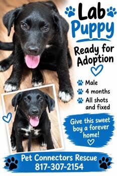 Smokie -  Labrador Retriever Dog for Adoption in Haslet, Texas - Smokie | PetCurious