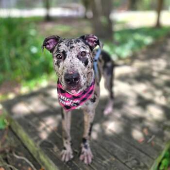 Beauty -  Catahoula Leopard Dog and Mixed Breed Dog for Adoption in Port Charlotte, Florida - Beauty | PetCurious