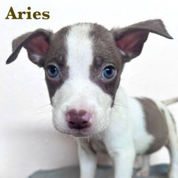 Rescue American Staffordshire Terrier Dogs for Adoption in Spring, Texas - Aries | PetCurious