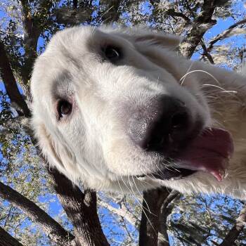 Great Pyrenees Dogs Available for Adoption - Thor | PetCurious