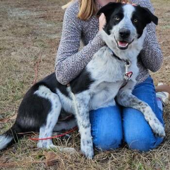 Australian Cattle Dog Blue Heeler and Mixed Breed Dogs Available for Adoption - Muffin | PetCurious