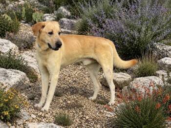 Arnold -  Labrador Retriever Dog for Adoption in Helotes, Texas - Arnold | PetCurious