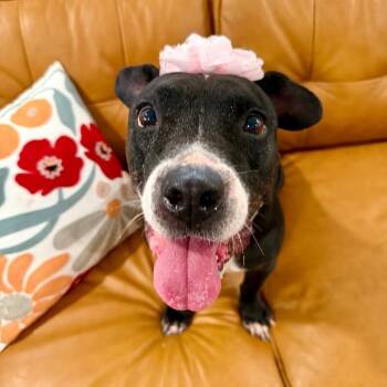 Pit Bull Terrier and American Staffordshire Terrier Dogs Available for Adoption in Friendswood, Texas - Chloe Francine The Snack Loving Cuddle Bug Old Lady! | PetCurious