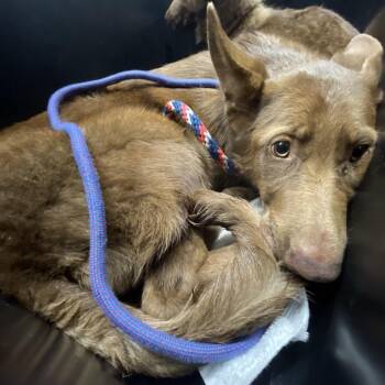 Sif -  German Shepherd Dog Dog for Adoption in Tampa, Florida - Sif | PetCurious