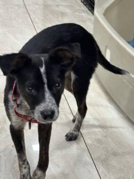 Henry -  Chihuahua and Cattle Dog Dog for Adoption in Ogontz Campus, Pennsylvania - Henry | PetCurious