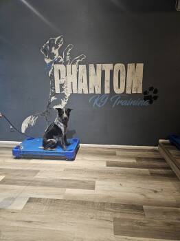 Rescue Australian Cattle Dog Blue Heeler and Border Collie Dogs for Adoption in Mesa, Arizona - Bello | PetCurious