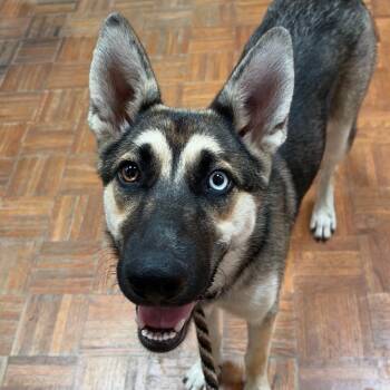 Lily -  German Shepherd Dog Dog for Adoption in Goleta, California - Lily | PetCurious