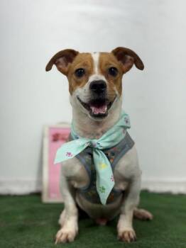 Phillip-One of our Amazing Rescue Dogs -  Jack Russell Terrier and Pug Dog for Adoption in Carlsbad, California - Phillip-One Of Our Amazing Rescue Dogs | PetCurious