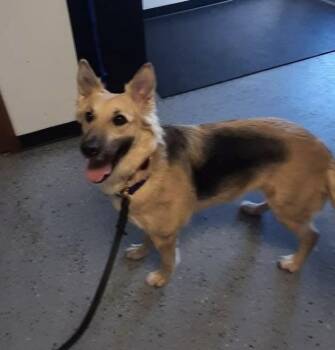 Addie -  German Shepherd Dog and Golden Retriever Dog for Adoption in Suamico, Wisconsin - Addie | PetCurious