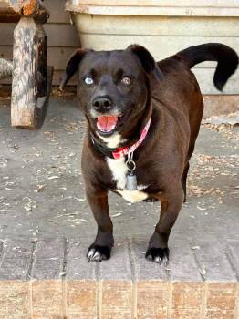 Chiweenie and Labrador Retriever Dogs Available for Adoption in Watertown, Connecticut - Bit | PetCurious