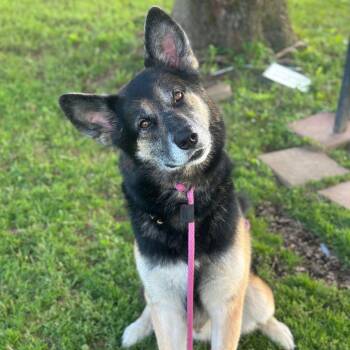 Max -  German Shepherd Dog Dog for Adoption in Philadelphia, Pennsylvania - Max | PetCurious