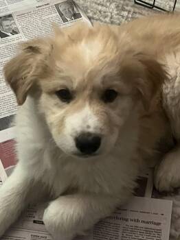 Great Pyrenees and Golden Retriever Dogs Available for Adoption - Angel | PetCurious