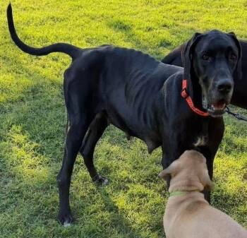 Rescue Great Dane Dogs for Adoption in Larkspur, Colorado - Athena | PetCurious
