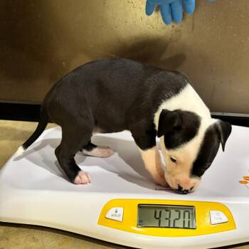 Piper -  Boxer and Pit Bull Terrier Dog for Adoption in Smithville, Tennessee - Piper | PetCurious