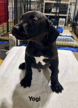 Rescue Catahoula Leopard Dog and Labrador Retriever Dogs for Adoption in Gilberts, Illinois - YOGI | PetCurious