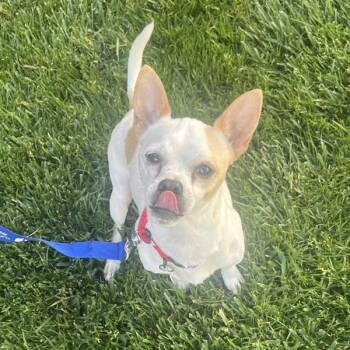 Chihuahua Dogs Available for Adoption in Walnut Creek, California - Jerry | PetCurious