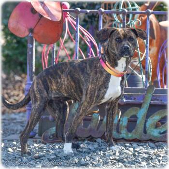 Hound and Terrier Dogs Available for Adoption - Flemming | PetCurious