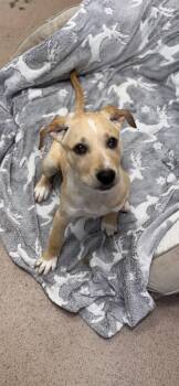 Labrador Retriever Dogs Available for Adoption in Pawleys Island, South Carolina - Brady | PetCurious