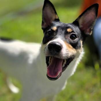 Chloe -  Rat Terrier and Mixed Breed Dog for Adoption in Michigan City, Indiana - Chloe | PetCurious