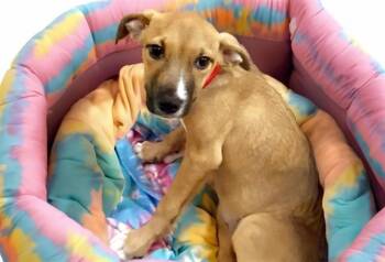 Labrador Retriever and Mixed Breed Dogs Available for Adoption in Fort Lauderdale, Florida - GILLA | PetCurious