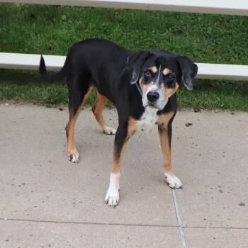 Memphis -  Mixed Breed Dog for Adoption in Port Washington, New York - Memphis | PetCurious