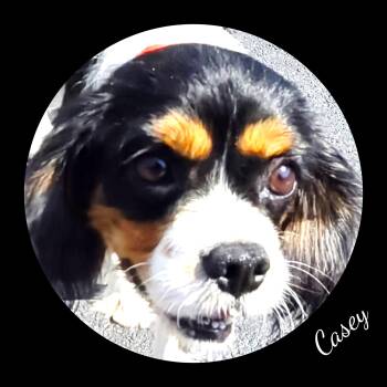 Casey -  Cavalier King Charles Spaniel Dog for Adoption in Fredericksburg, Virginia - Casey | PetCurious
