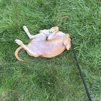 Sugar -  Hound Dog for Adoption in Ferndale, Michigan - Sugar | PetCurious