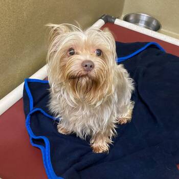 Yorkshire Terrier Dogs Available for Adoption in Monroe, Georgia - Andi #23015 | PetCurious
