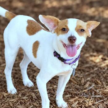 Sidney -  Jack Russell Terrier and Chihuahua Dog for Adoption in Boerne, Texas - Sidney | PetCurious
