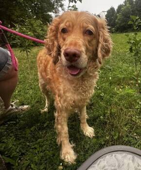 Love -  Standard Poodle and Cocker Spaniel Dog for Adoption in Lowell, Massachusetts - Love | PetCurious