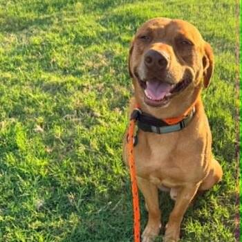 CARWASH BUDDY please give him a home -  Labrador Retriever and Vizsla Dog for Adoption in Kaufman, Texas - CARWASH BUDDY Please Give Him A Home | PetCurious