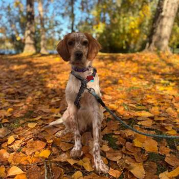 Kingston -  Setter Dog for Adoption in Bellingham, Washington - Kingston | PetCurious