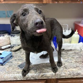 Curly- 100803U -  Shepherd and Mixed Breed Dog for Adoption in Tupelo, Mississippi - Curly- 100803U | PetCurious